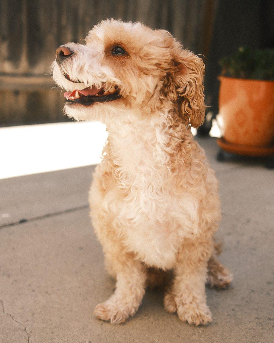Ollie Foley, 538 Creative's Chief Good Boy Officer